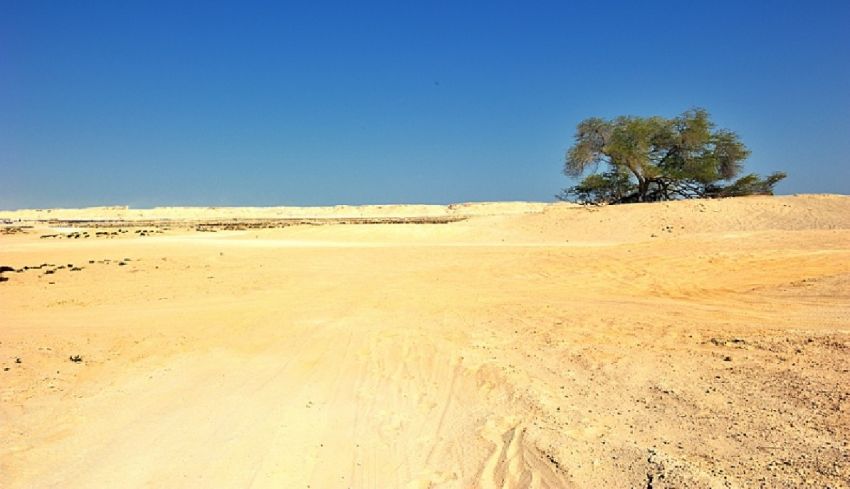 Tree of Life in Bahrain